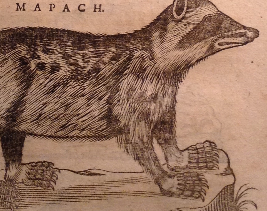 Indigenous Epistemology and Early Modern Science. Nahua Scholars and the Making of “De historia animalium Novae Hispaniae” (1571-1577)