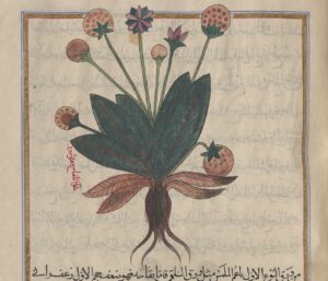 For Website Publication Mandragore In Arabic Materia Medica, New York Public Library Digital Collections, Spencer Coll. Persian Ms. 39, Fol. 203r.